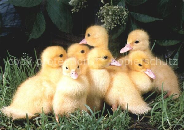 Enten Hausenten Canetons Ducks