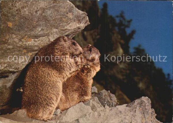 Murmeltier Marmottes