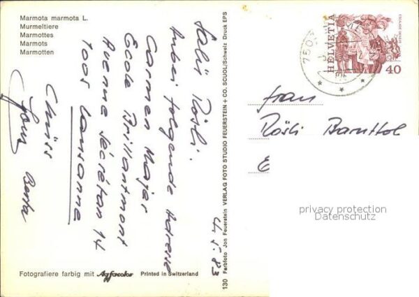 Murmeltier Marmottes – Bild 2