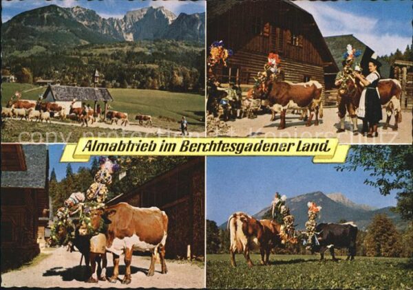 Kuehe Almabtrieb Berchtesgaden