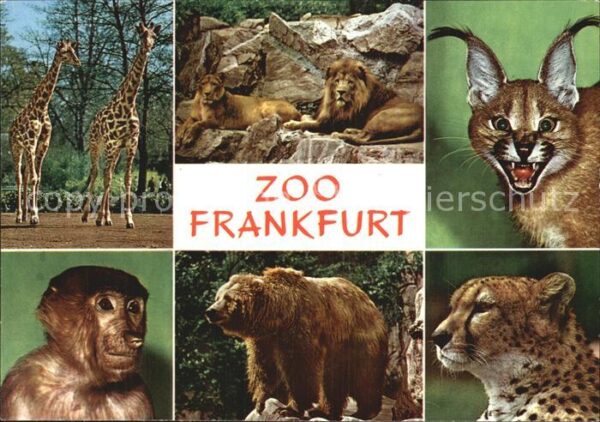 Zoo Frankfurt Braunbär Giraffe Löwe Affe