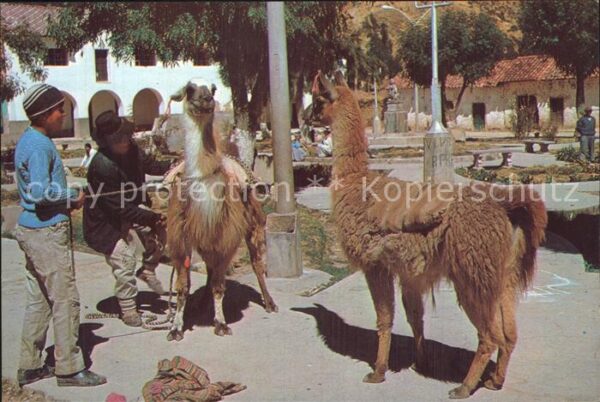 Tiere Lamas Peru