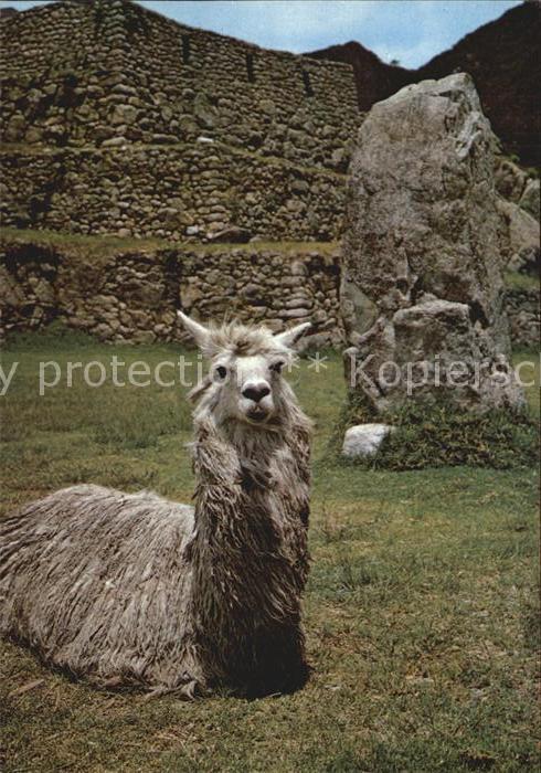 Tiere Alpaca Machu Picchu Peru