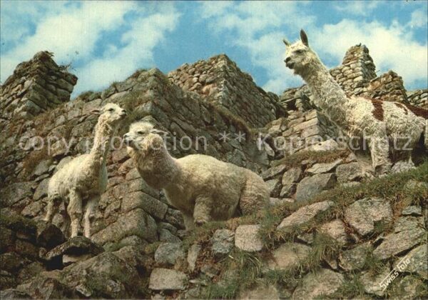 Tiere Machupicchu Llamas y Alpacas Peru