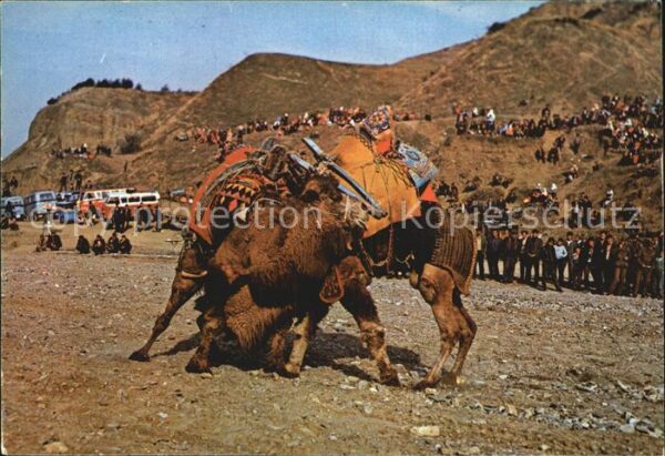 Kamel  Camel Chameau Camels Fight Deve Güresi Türkei
