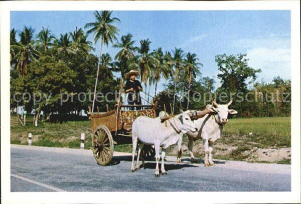Kuehe Cows-Cart Farm Produces Market Chiengma