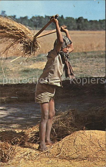 Landwirtschaft Rice Threshing