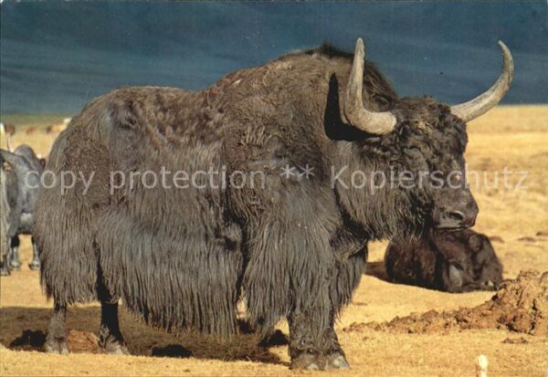 Tiere Yak Bull Zabhan Aimak Mongolia