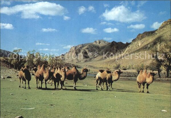 Kamel  Camel Chameau Zabhan Aimak Mongolia