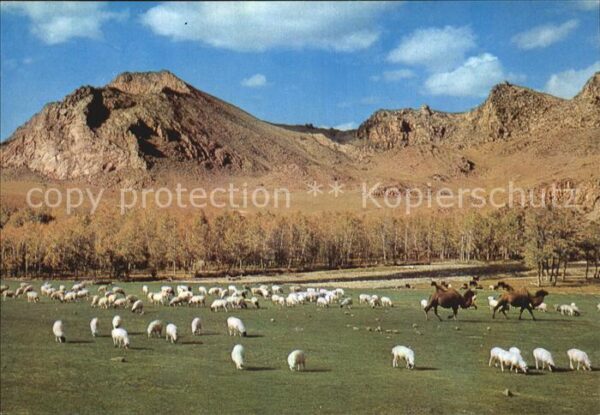 Schafe Bogdyn Gol River Zabhan Aimak Mongolia