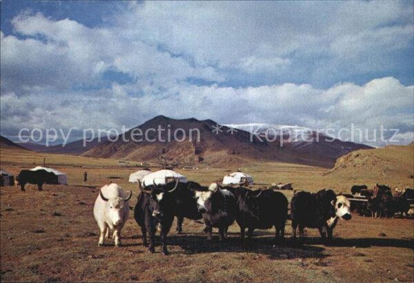 Tiere Yaks Mongolia