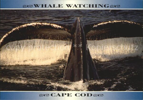 Wal Whale Watching Cape Cod Massachusetts