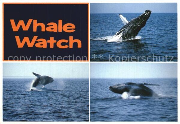 Wal Whale Watch Massachusetts