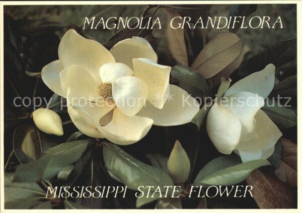 Blumen Magnolia Grandiflora Mississippi State