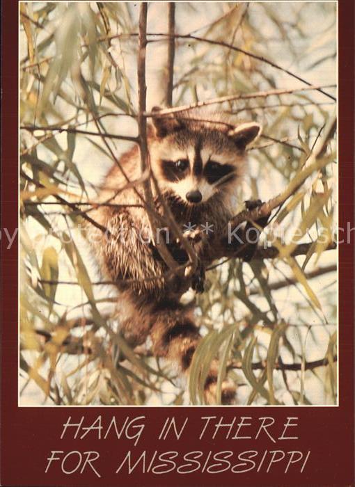Tiere Raccoon Waschbär Mississippi