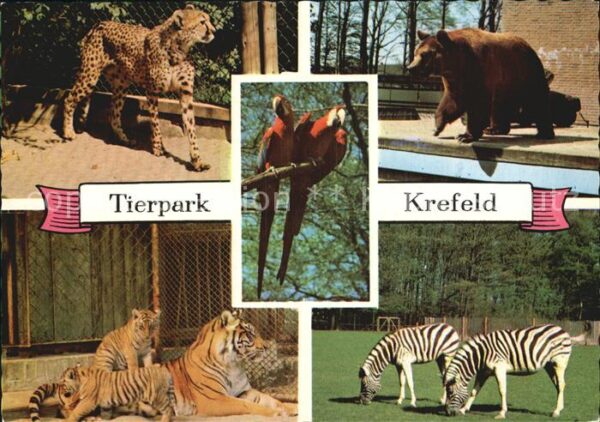 Tiere Tierpark Krefeld Tiger Papagei Braunbär
