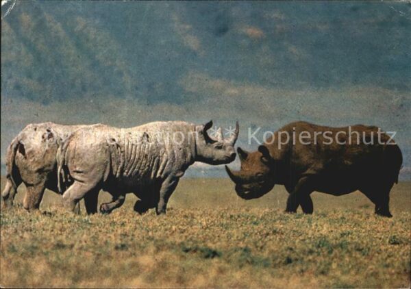 Nashorn Rhino Ngorongoro Crater Tansania