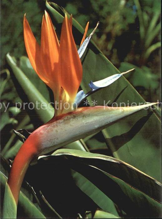 Blumen Strelitzia Tenerife