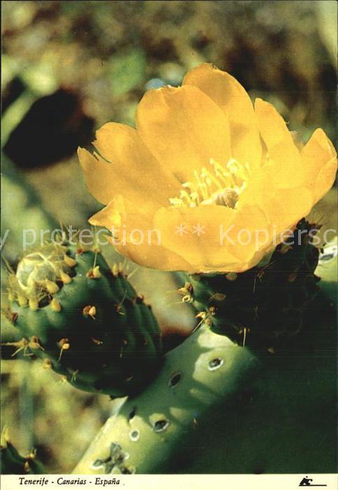 Blumen Cactus en Flor Tenerife