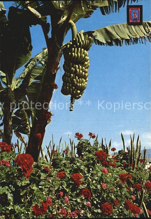 Bananen Platanos y Flores Tenerife