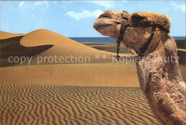 Kamel  Camel Chameau Maspalomas Gran Canaria Dunas de Arena