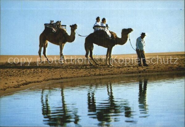 Kamel  Camel Chameau Gran Canaria Maspalomas