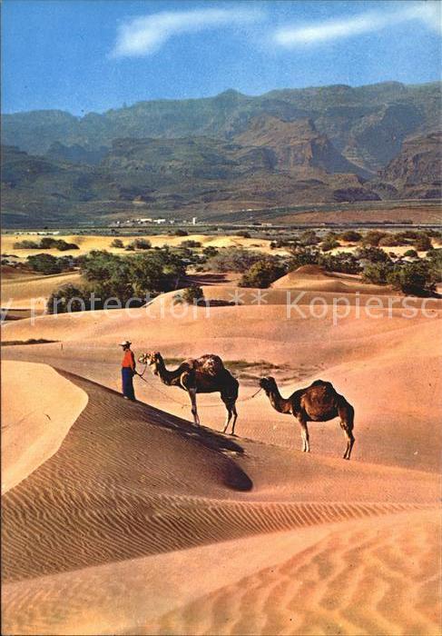 Kamel  Camel Chameau Gran Canaria Desierto de Maspalomas