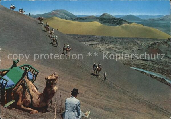 Kamel  Camel Chameau Lanzarote Caravana Montana del Fuego