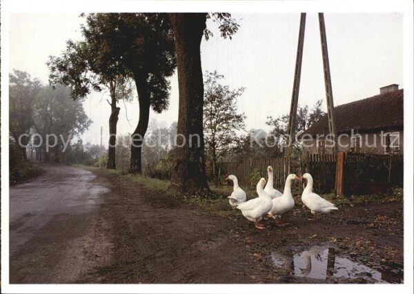 Gefluegel Gänse