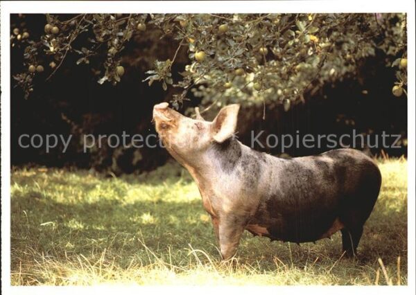 Schweine