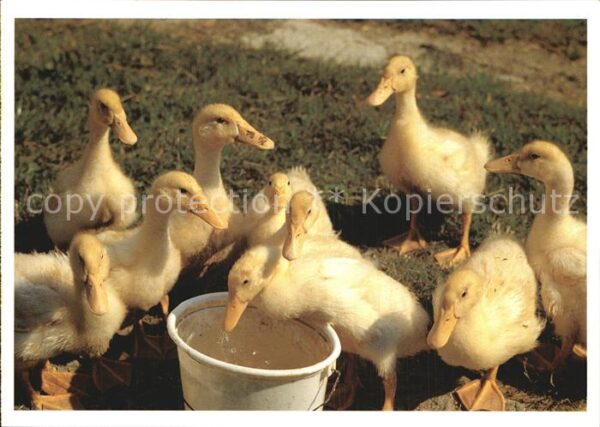 Enten Entenküken