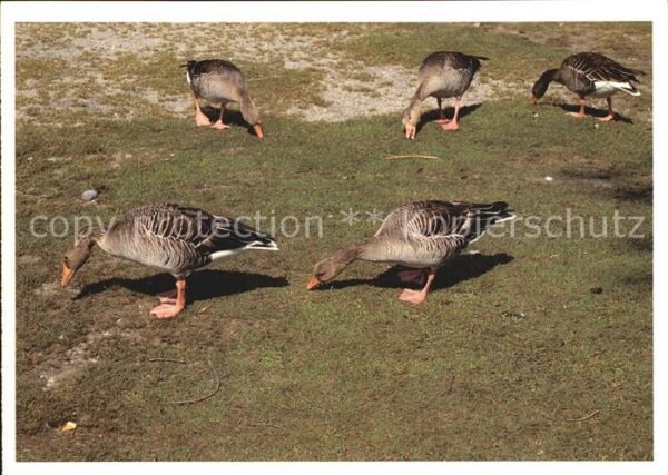 Enten