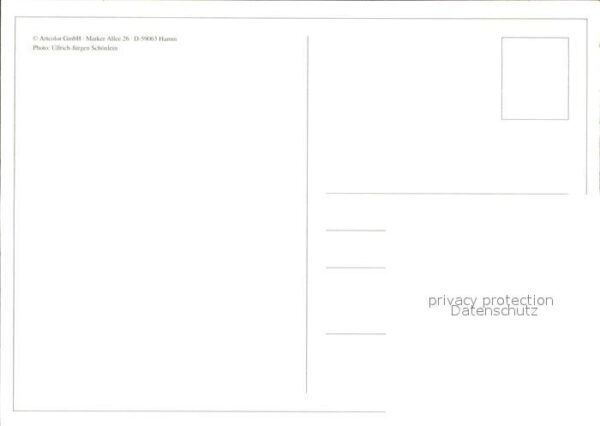 Schafe – Bild 2