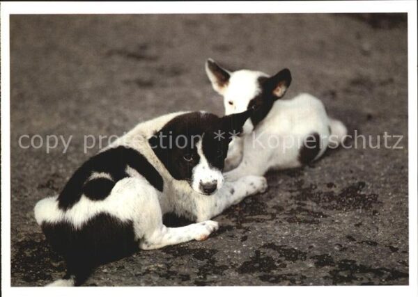 Hunde
