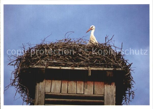 Storch
