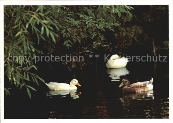 Enten