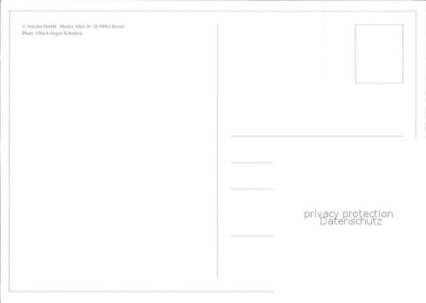 Kuehe – Bild 2