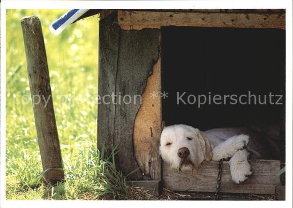 Hunde