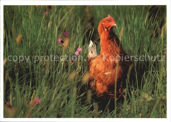 Gefluegel Huhn