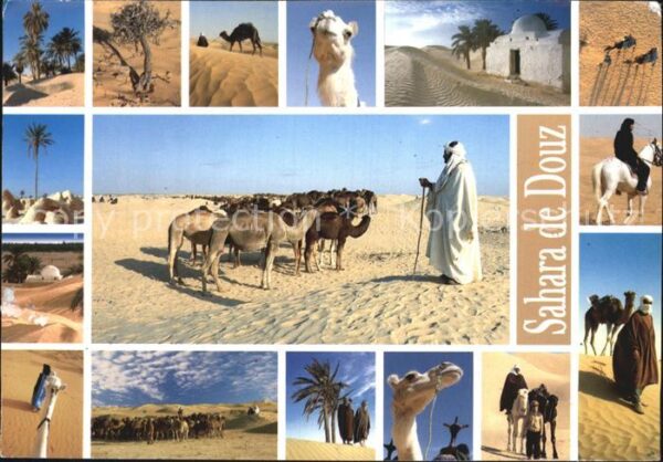 Douz Sahara Kamele