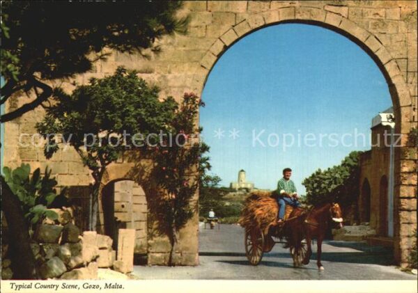 Gozo Malta Pferdewagen