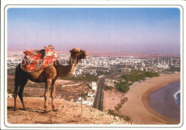 Agadir Camel Strand