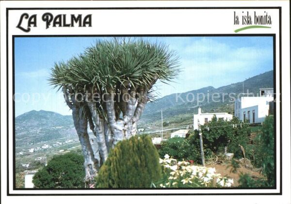 La Palma Drago