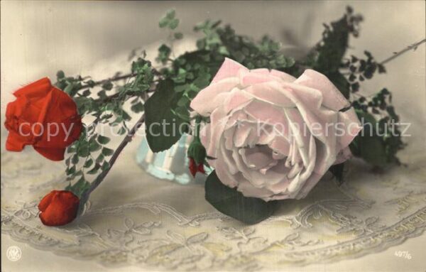 Foto NPG Nr. 497/6 Rosen