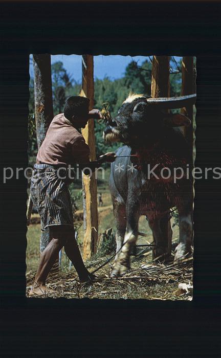Tiere Slaughtering Buffalo Tana Toraja South