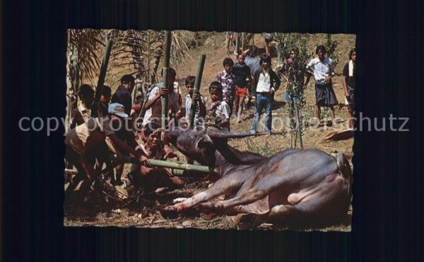 Tiere Extracting blood from a buffalo Tana To