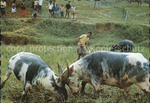 Bueffel Buffalo Fighting Tana Toraja South Sula
