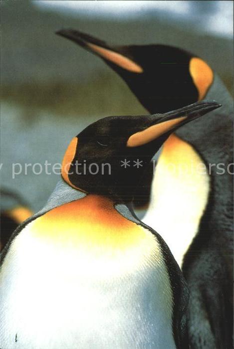 Pinguin King Penguins