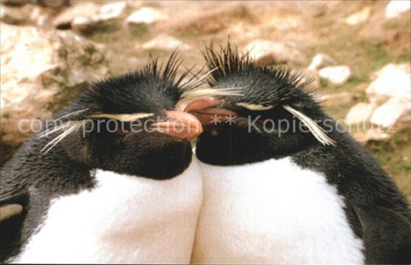 Pinguin Rockhopper Penguins Falkland Islands