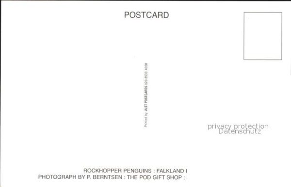 Pinguin Rockhopper Penguins Falkland Islands – Bild 2
